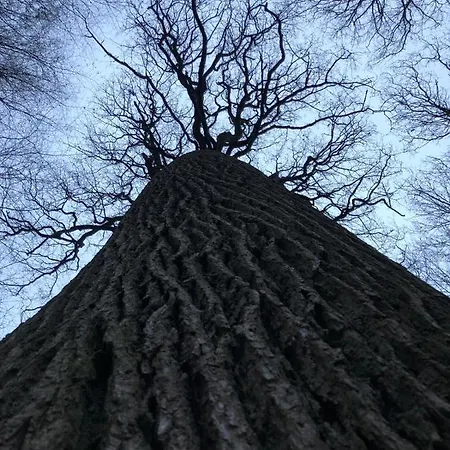 La Pause Du Perche - Au Pied De La Foret