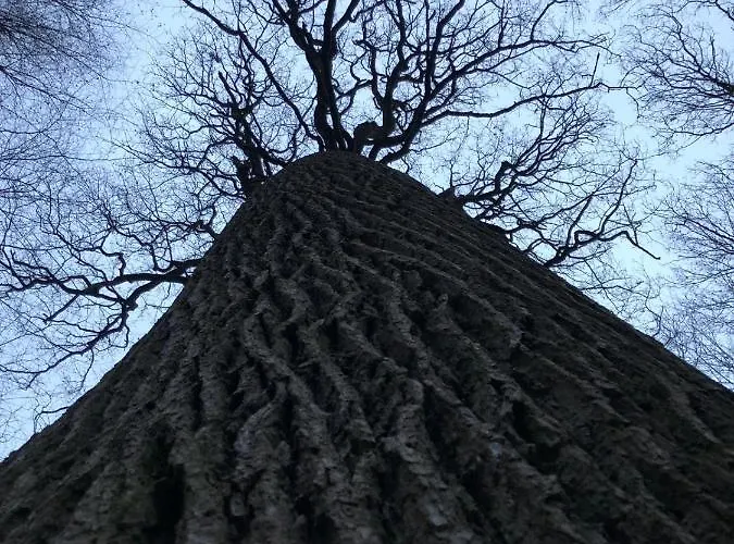 La Pause Du Perche - Au Pied De La Foret