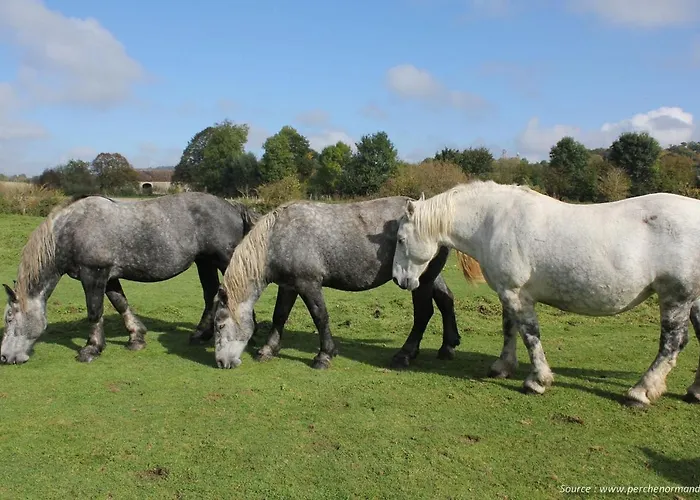La Pause Du Perche - Au Pied De La Foret * La Perrière